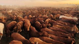 Pastoralists are heading back to court to try claim compensation.