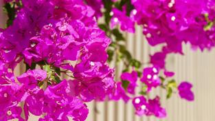 There are lessons to be learnt from the Battle of the Bougainvillea.