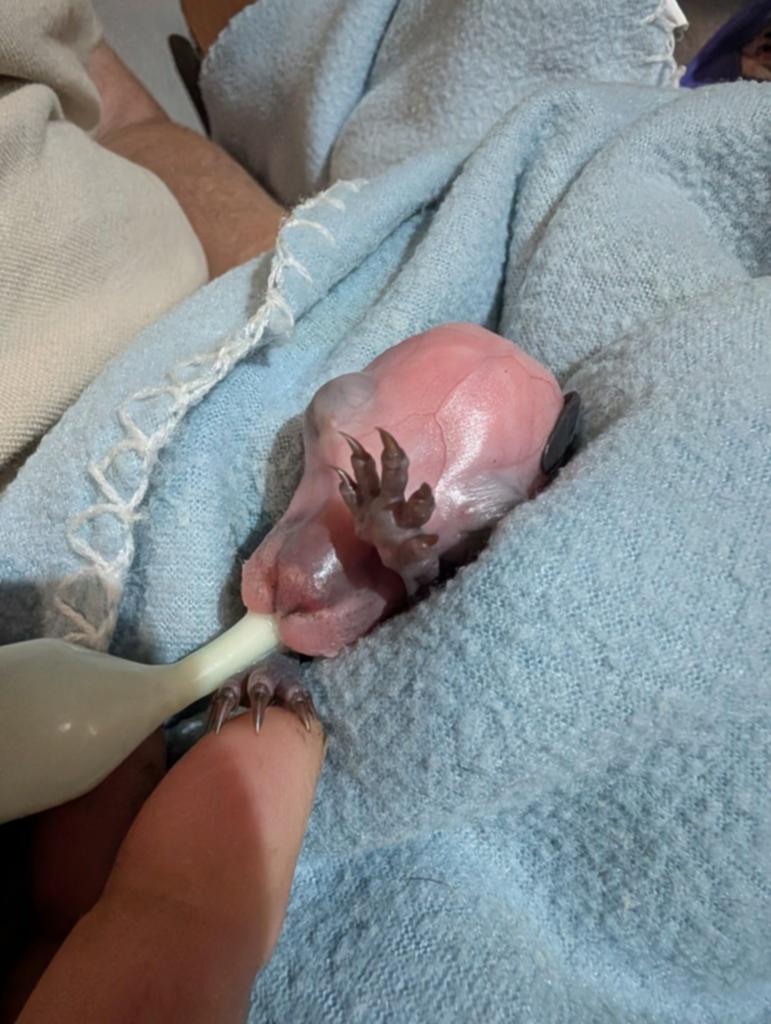Cr Huntley doesn't believe caring for the neonatal joeys will be a distraction. 