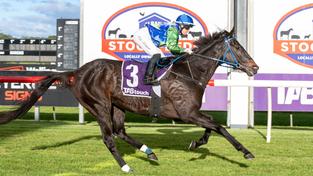 Deadly And Fast wins the TABtouch The Road To The Jericho Cup WA Qualifier (3100m) in Albany for jockey Tash Faithfull.