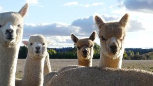 Australia's alpaca industry is celebrating 35 years. (Stephanie Gardiner/AAP PHOTOS)
